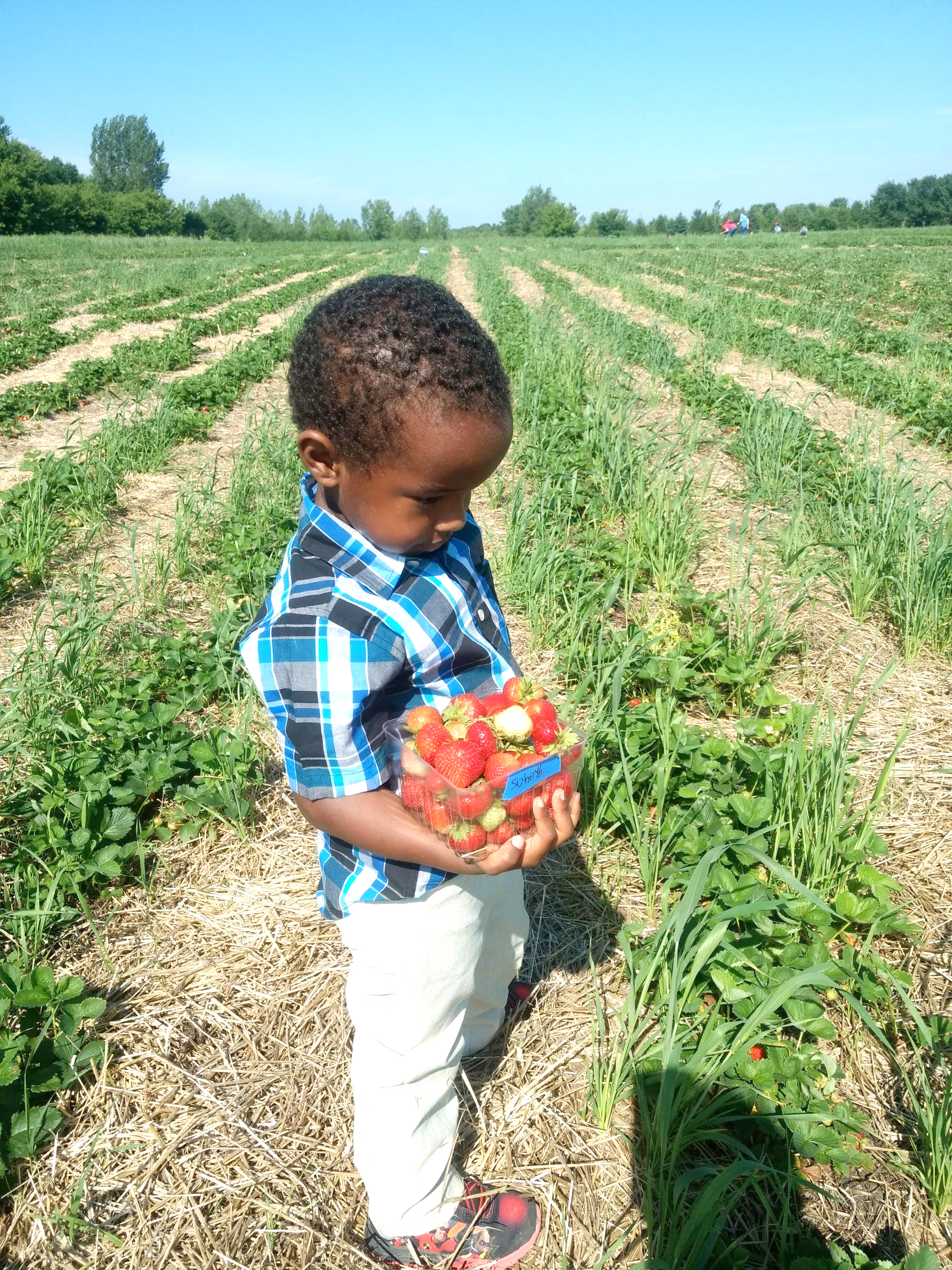Little boy picking strawberries
