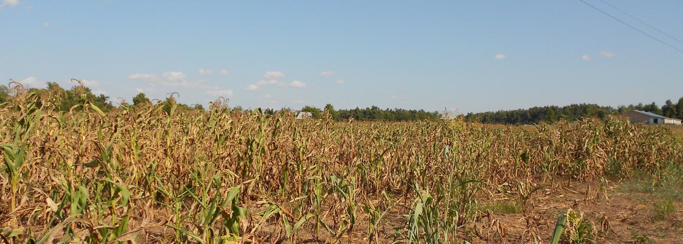Drought Stressed Corn