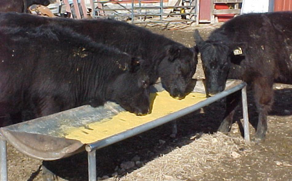 Petitioning the FDA: Get antibiotics out of ethanol byproduct sold as animal feed