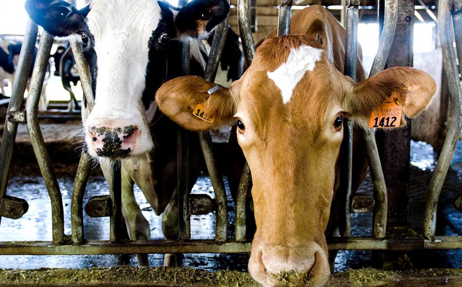TPP’s shell game on dairy 