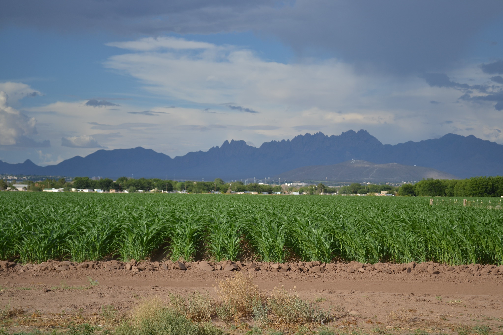 Corn in Mexico