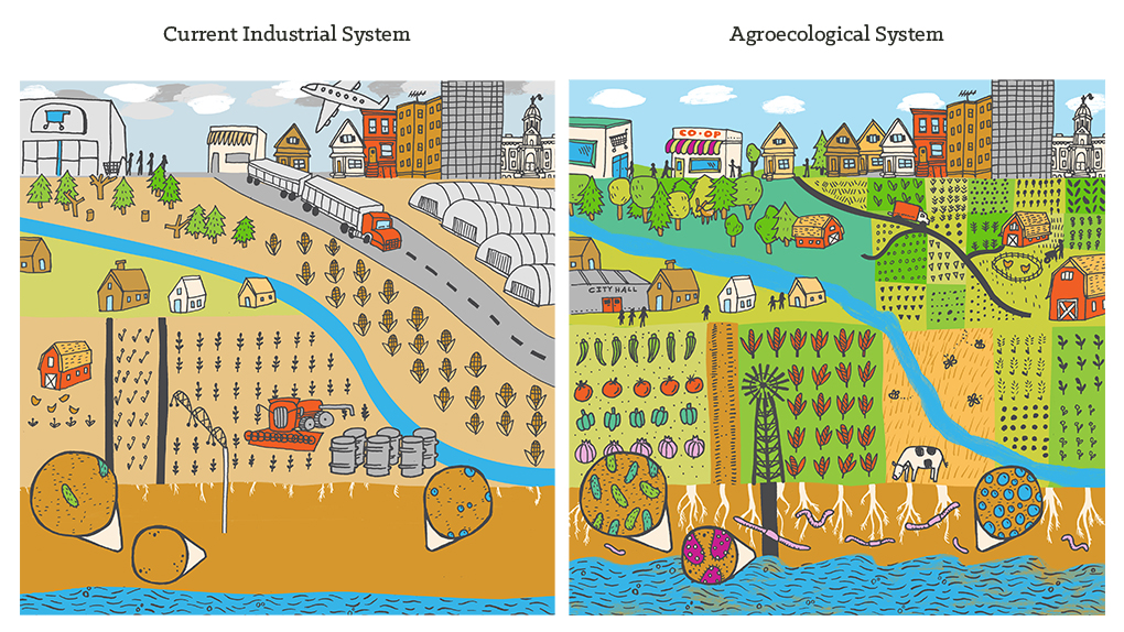 Agroecology illustration