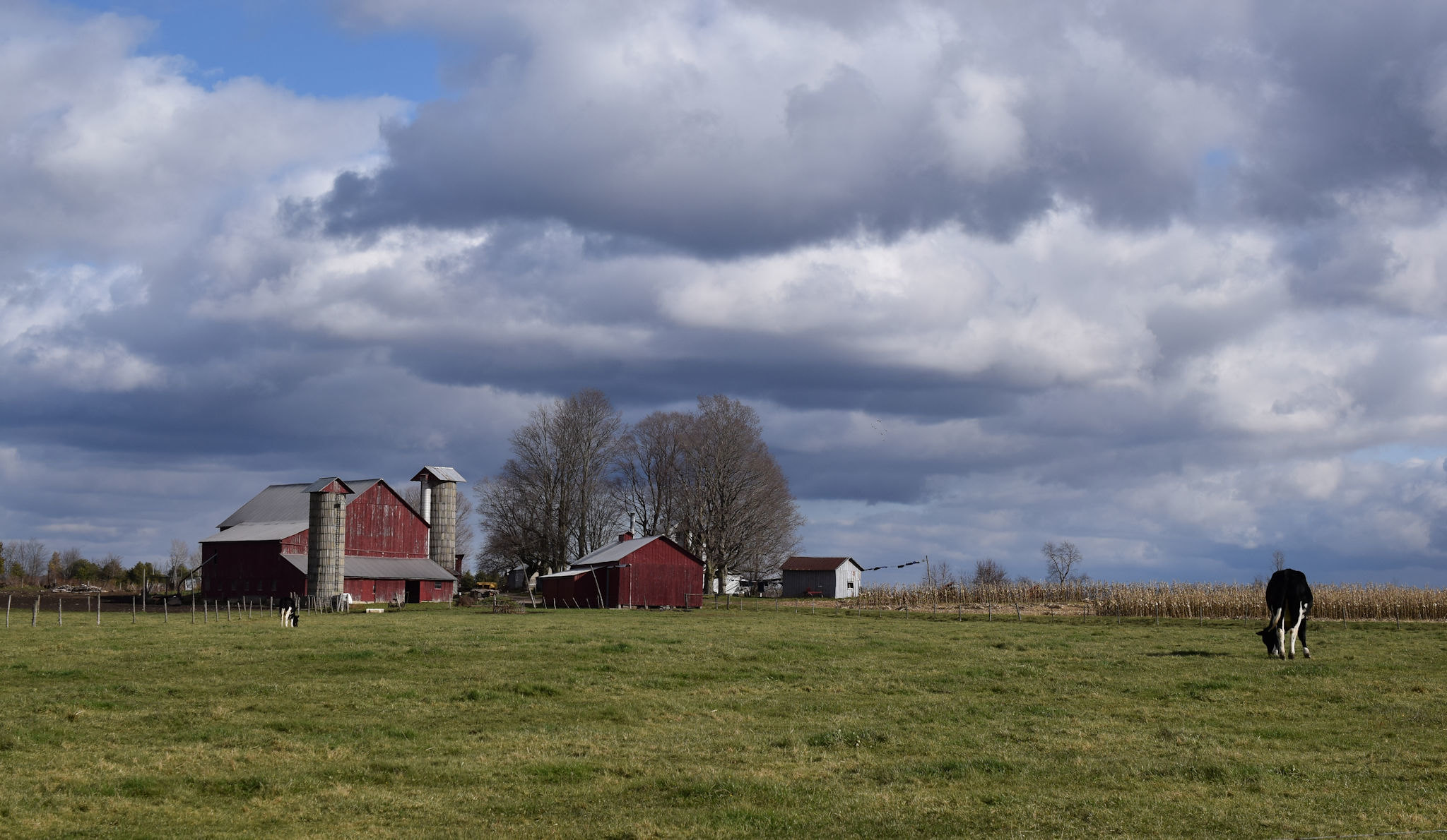 Dairy farm landscape 