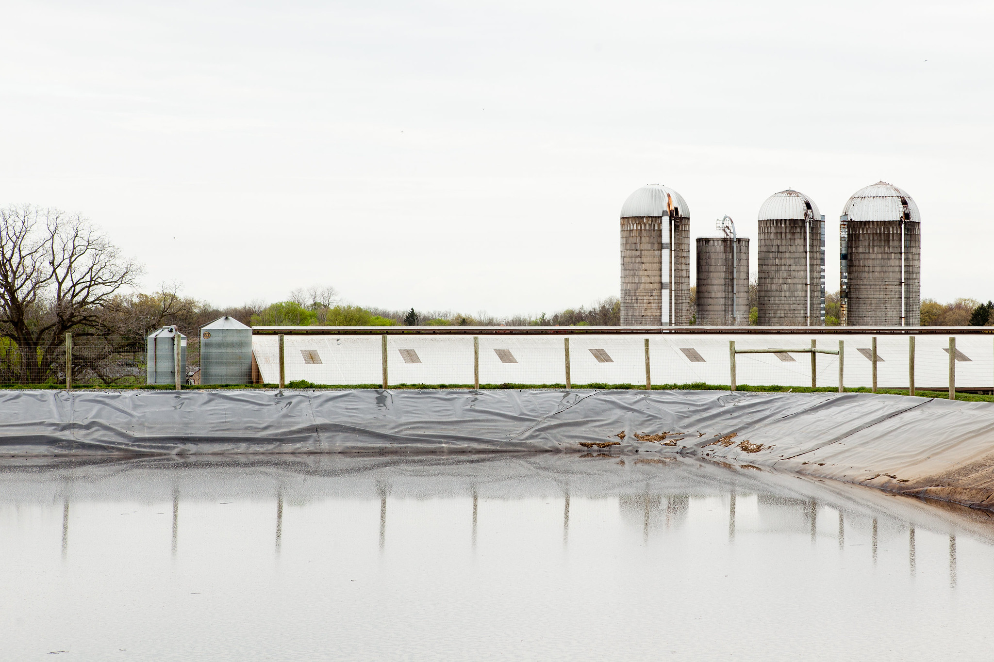 Manure Lagoon 