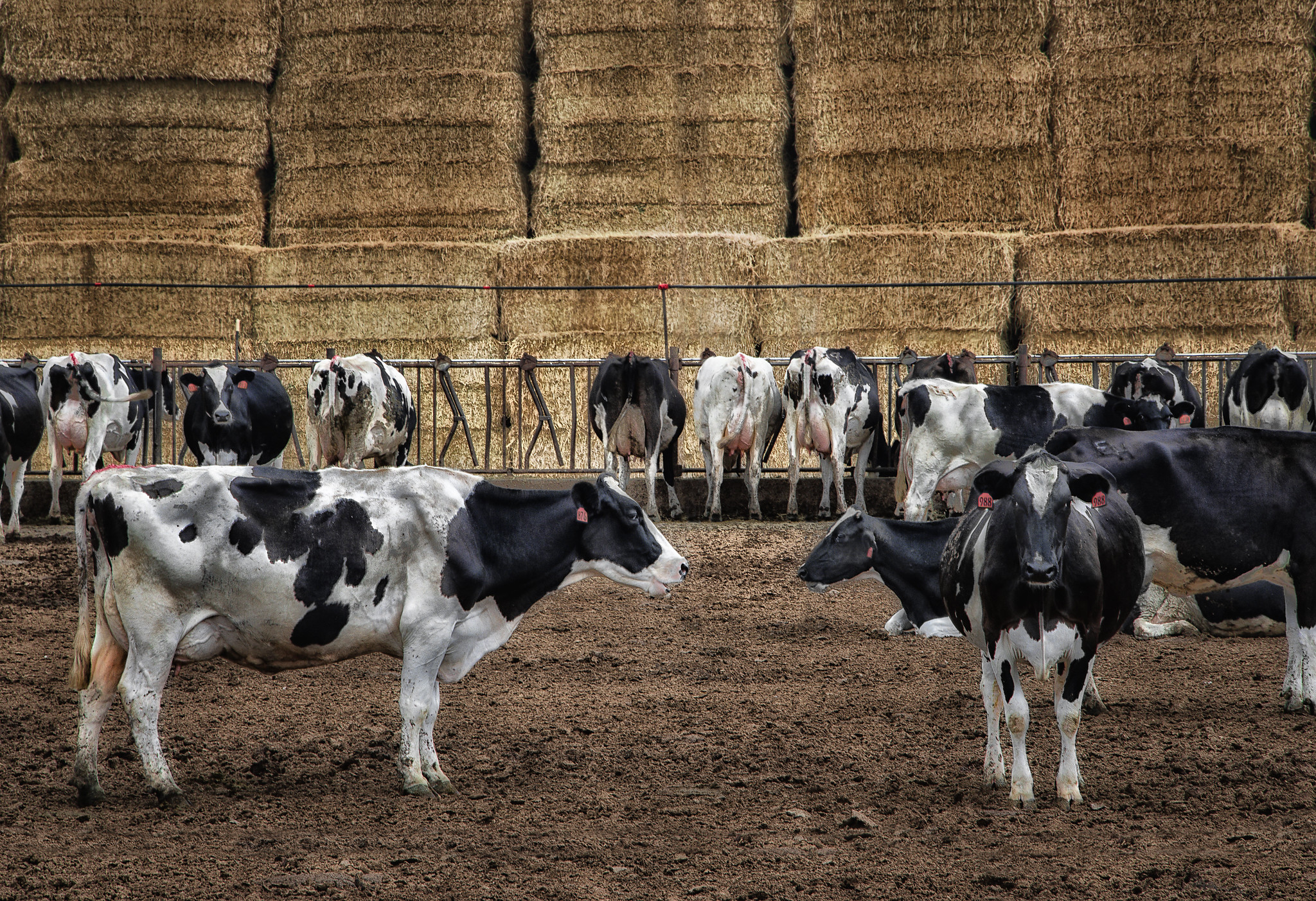 Cows in California 