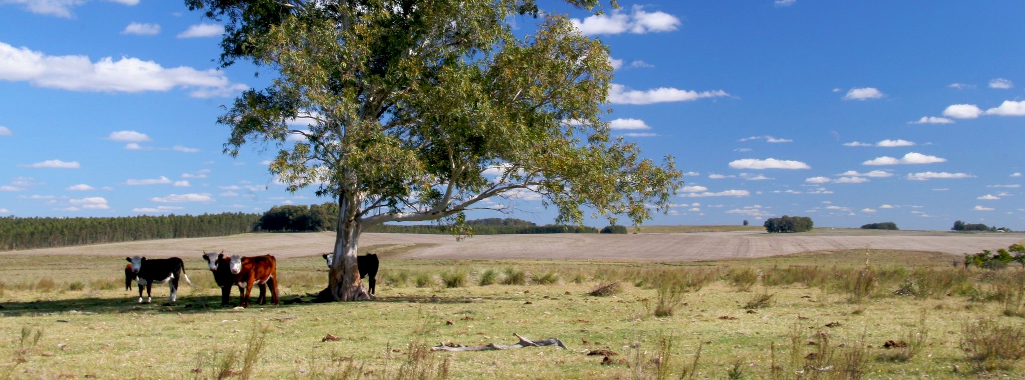 free-range-cattle-ranch-iatp