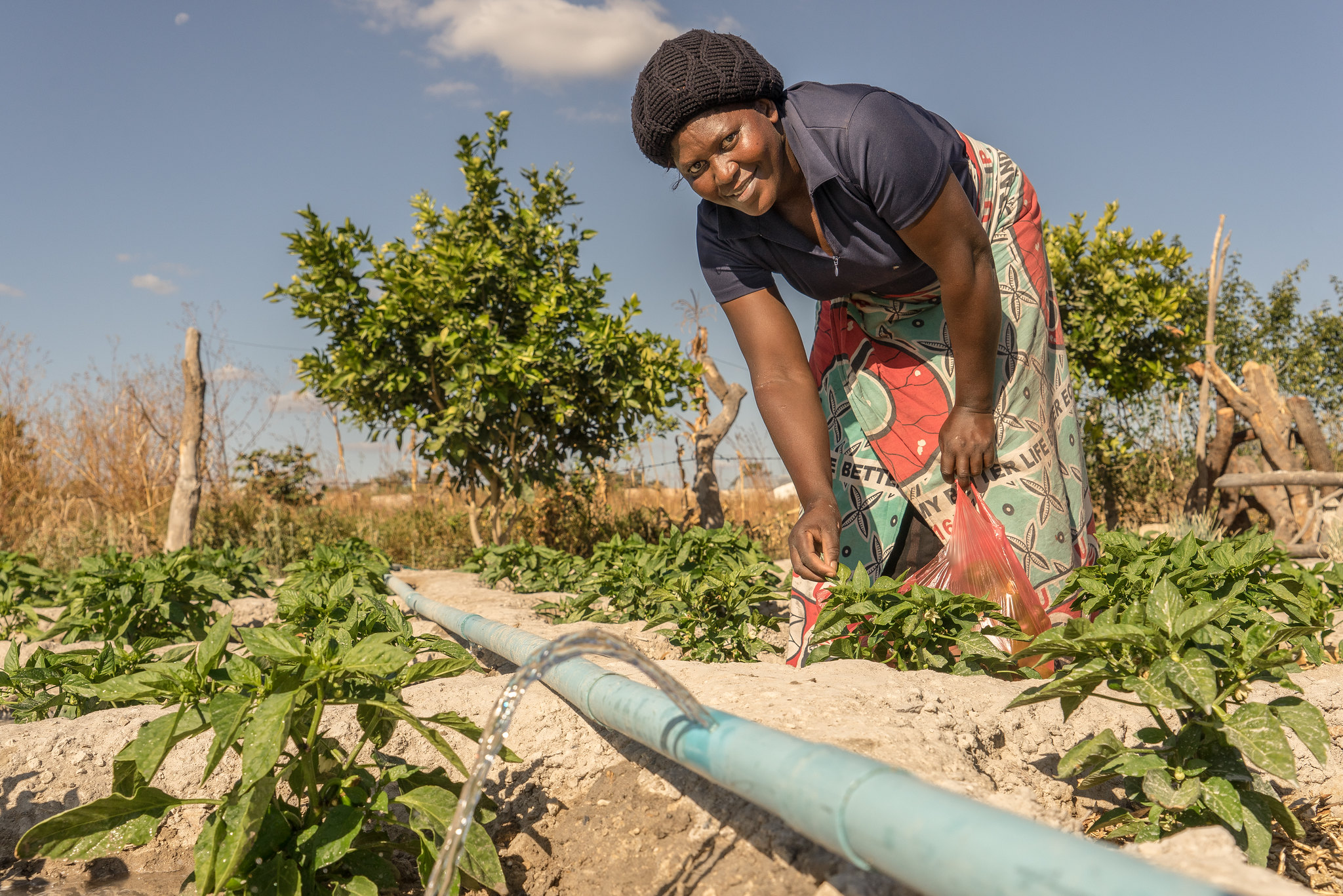 Drip irrigation use in Zambia