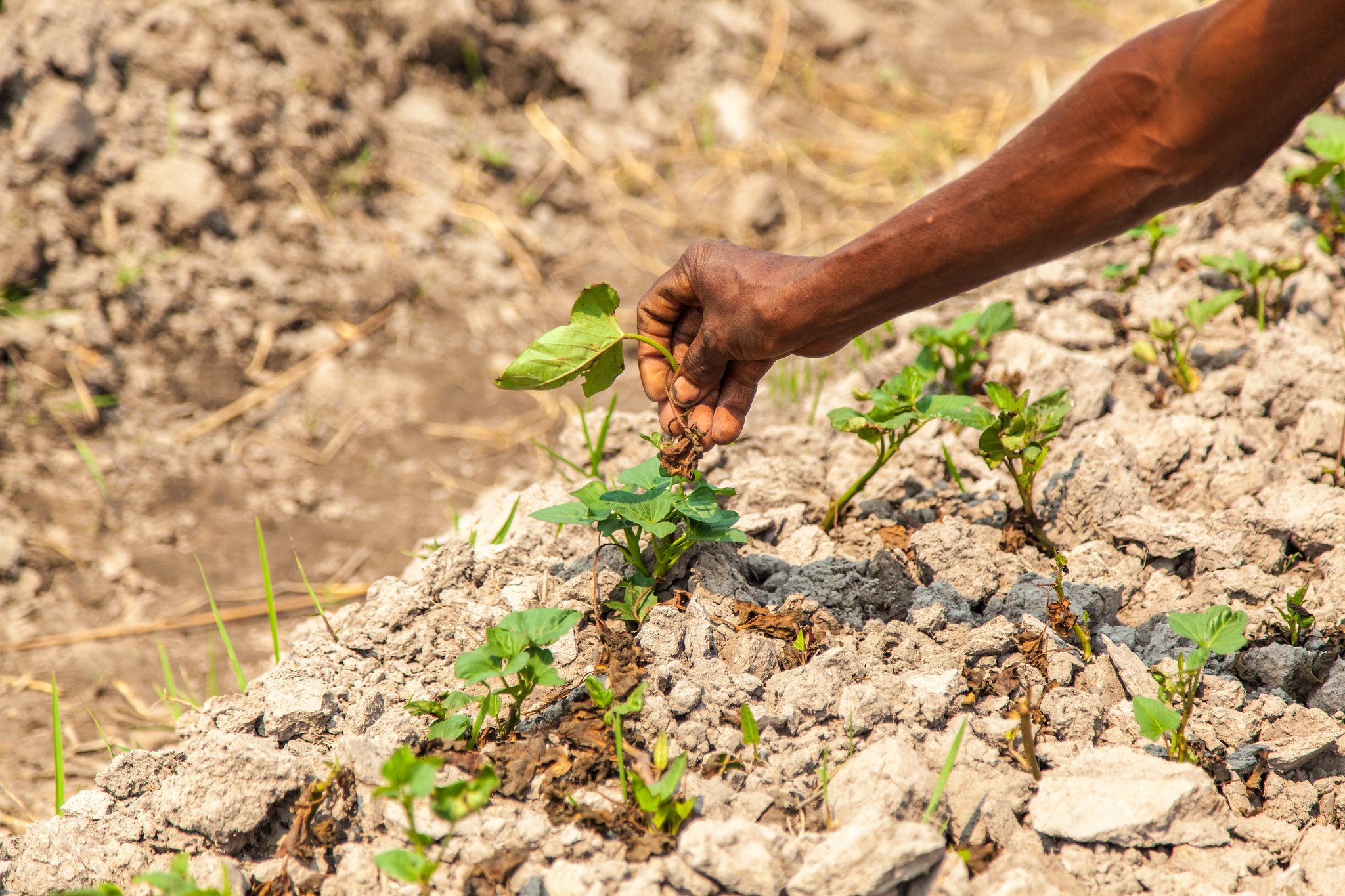 Sifuniso Imbuwa, local farmer, Barotse floodplain, Zambia