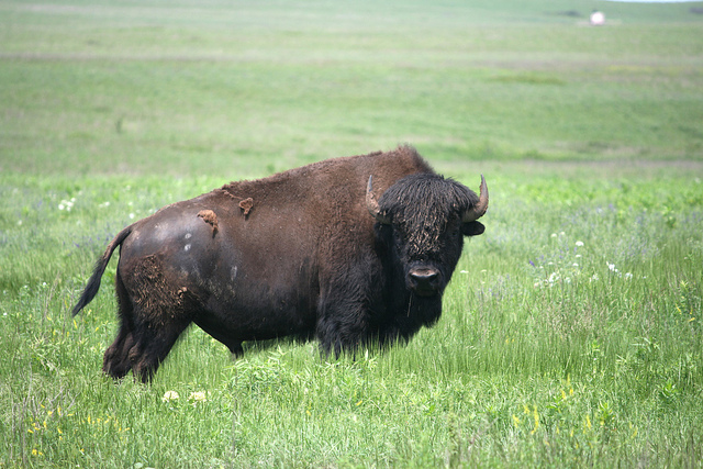 Buffalo