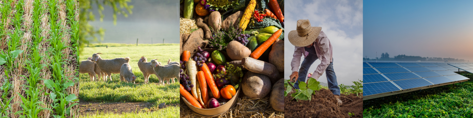 food system collage