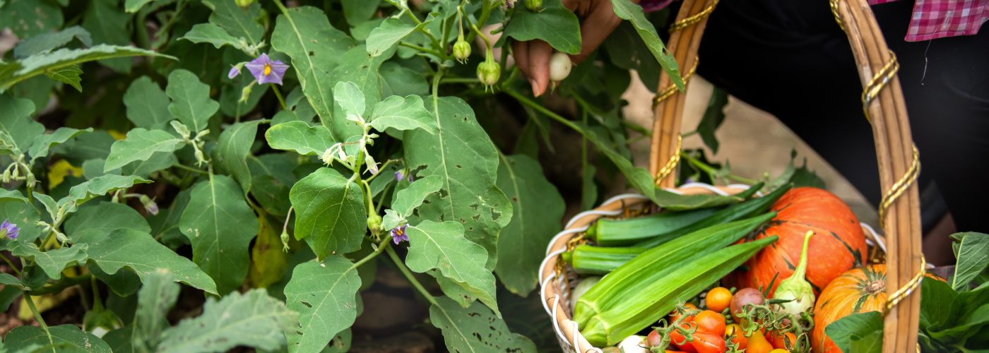 Hands hold basket with fresh vegetables