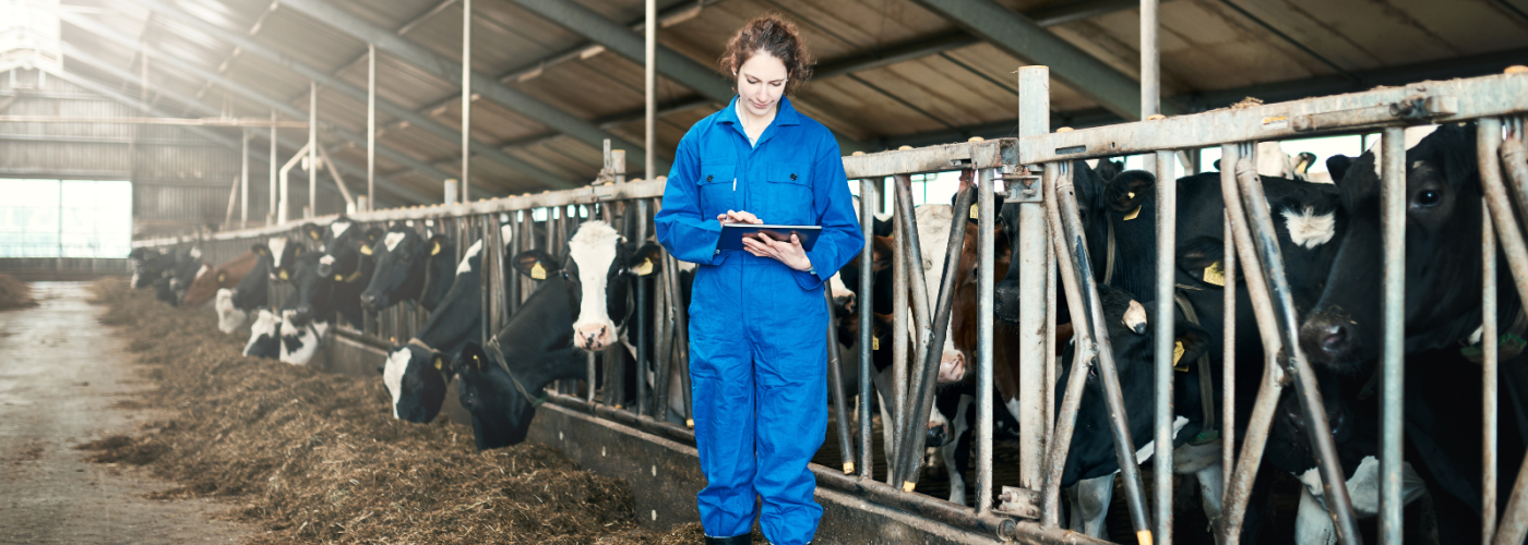 Farmworker monitoring cows in barn