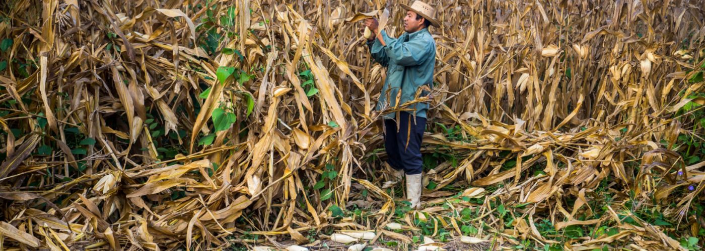 Man harvesting corn