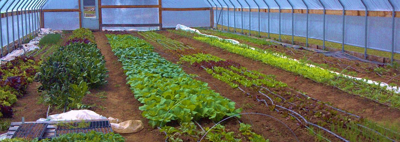 High tunnels can bring benefits to farmers and schools