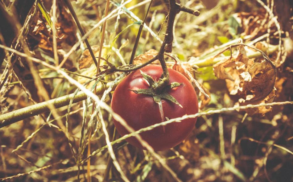 Tomato on vine