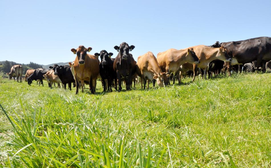 cows and nutrient management 