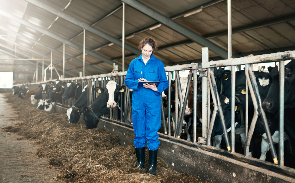 Farmworker monitoring cows in barn