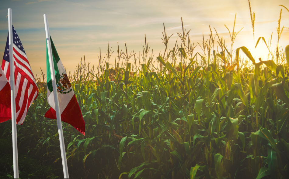 Canada, Mexico, U.S. flags in front of corn field