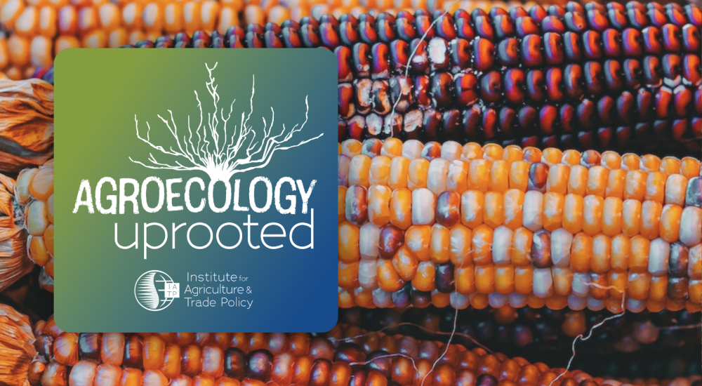 Agroecology Uprooted logo over red and yellow maize