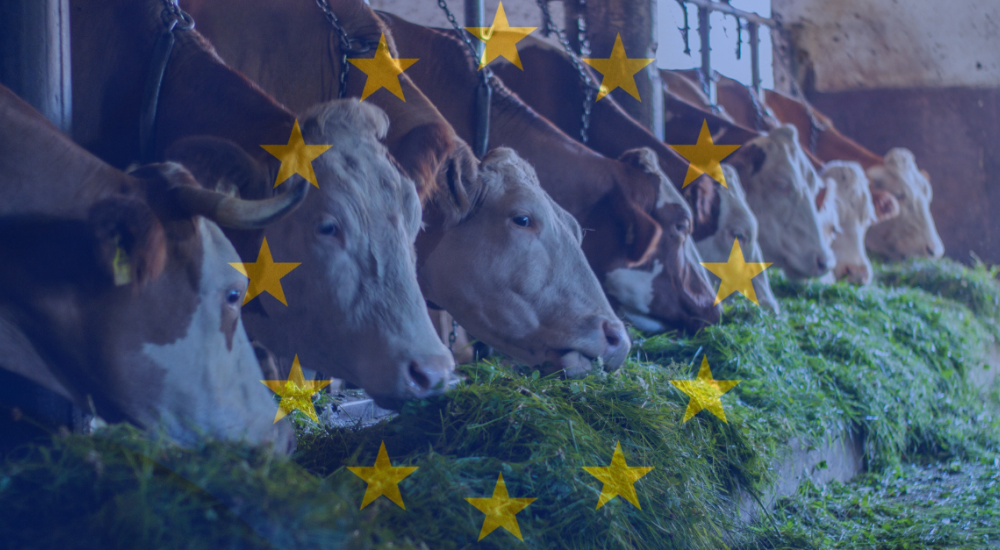 cows overlaid with EU flag