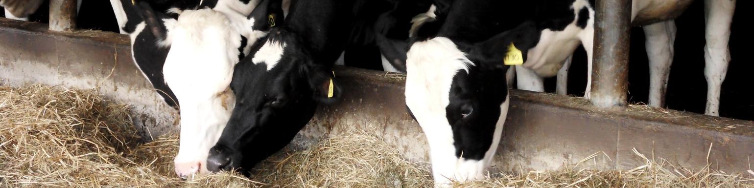 Cows in a barn