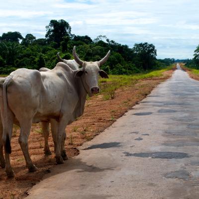 Industrial Livestock at a Crossroads 