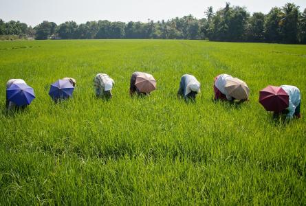 Rice farmers in India 